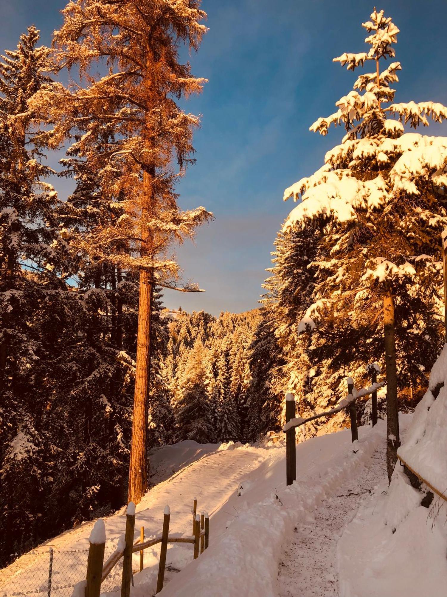 Chalet Tschattlhof Dolomites Cavalese Exteriör bild